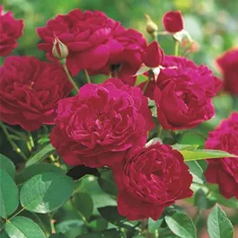 Rosa Darcy Bussel ®