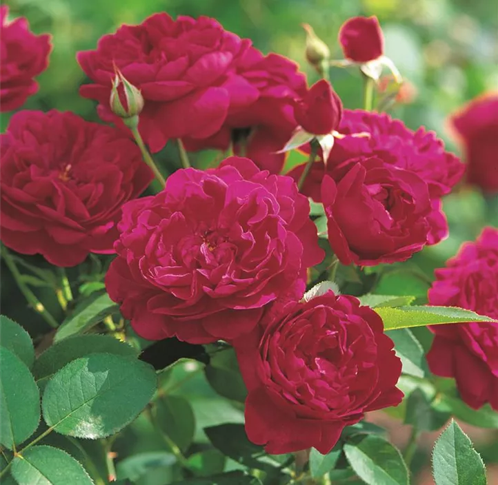 Strauchrose 'Darcey Bussell'®