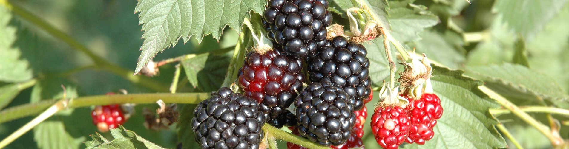 Rubus fruticosus 'Navaho'®