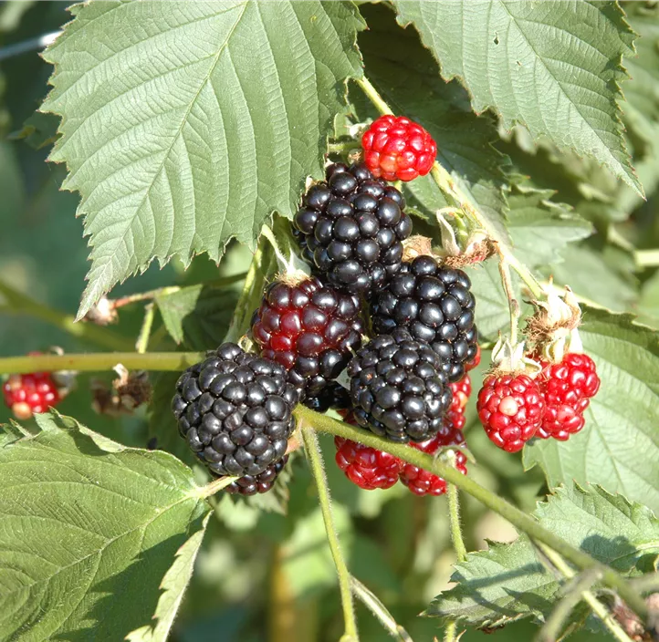 Säulenbrombeere 'Navaho® Bigandearly®'