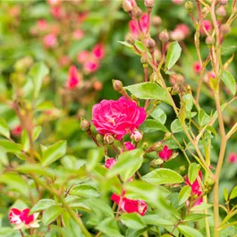 Rosa Fairy Queen