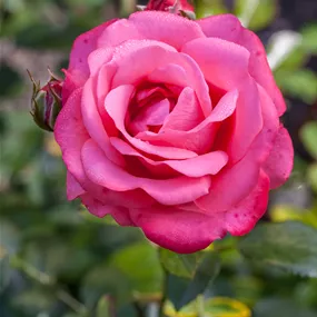 Rosa 'Für Elise' Rosa 'Für Elise'