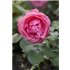 bellaflora Gartencenter GmbH