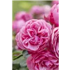 bellaflora Gartencenter GmbH