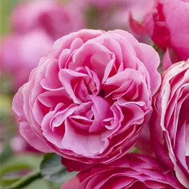Rosa Gartenprinzessin Marie-José ®