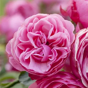 Rosa Gartenprinzessin Marie-José ® Rosa Gartenprinzessin Marie-José ®