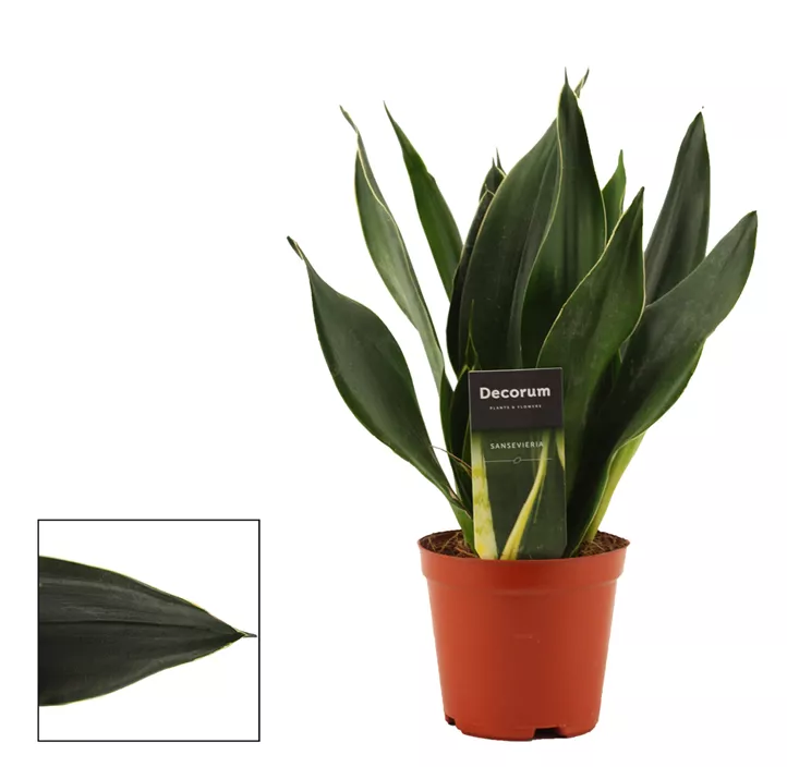 Bogenhanf 'Black Diamond'