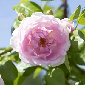 Rosa Jasmina ® Rosa Jasmina ®