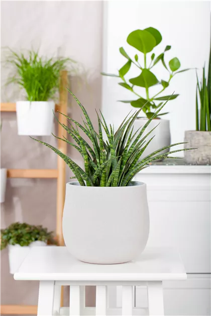 snake plant black coral Sansevieria Black Forest main image 1