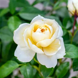 Rosa Lions-Rose