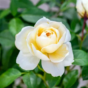 Rosa Lions-Rose Rosa Lions-Rose