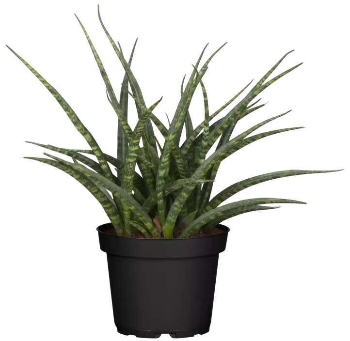 Bogenhanf 'Fernwood Punk'