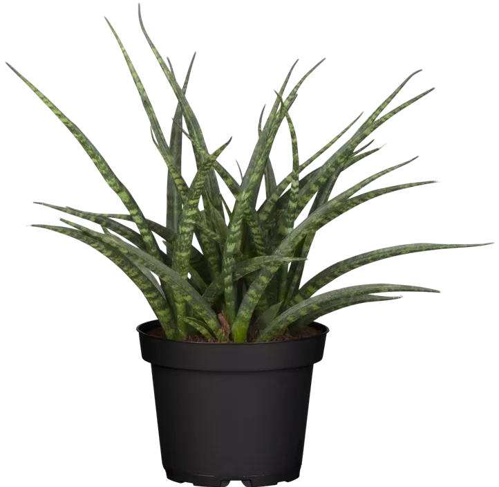 Bogenhanf 'Fernwood Punk'