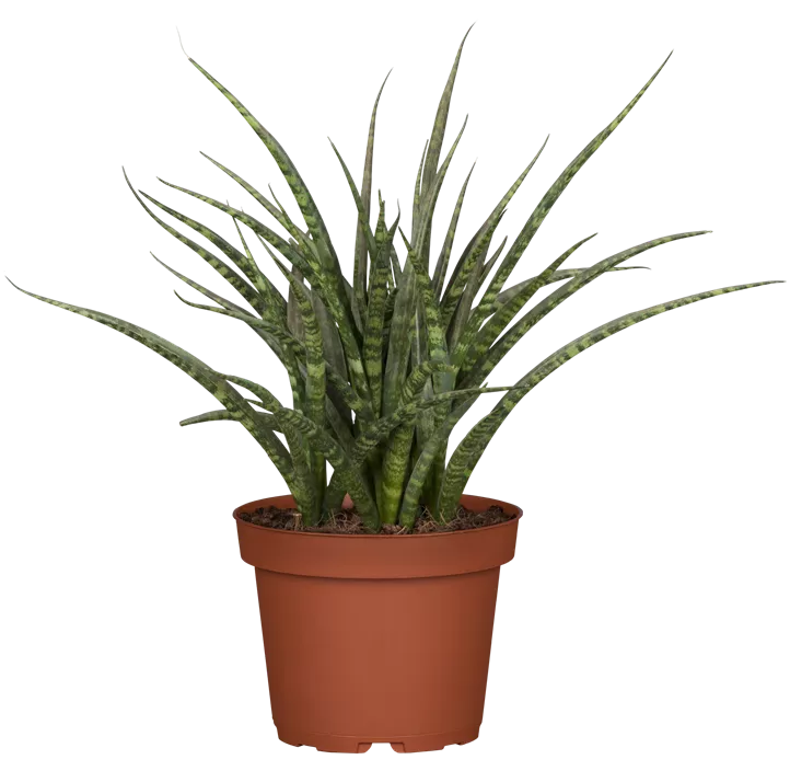 Bogenhanf 'Fernwood Punk'