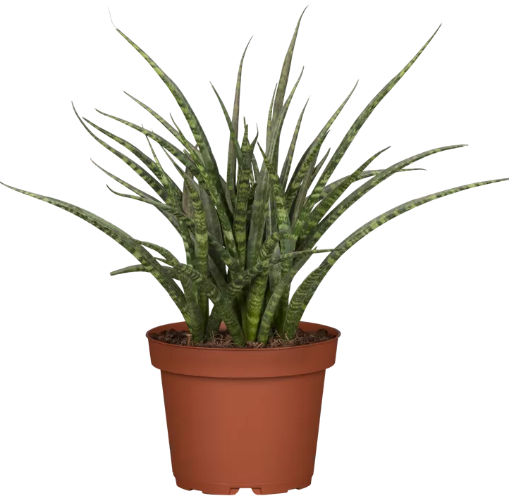 Bogenhanf 'Fernwood Punk'