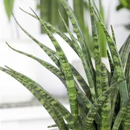 Sansevieria Fernwood Punk