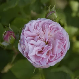 Rosa Olivia Rose Austin ®