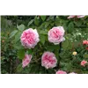 bellaflora Gartencenter GmbH