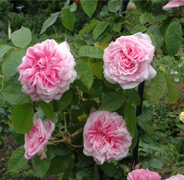 Englische Rose 'Olivia Rose Austin'®