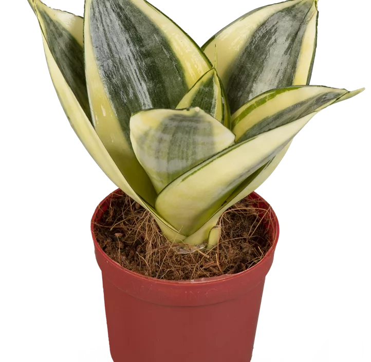 Bogenhanf 'Golden Hahnii' Bogenhanf 'Golden Hahnii'