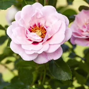 Rosa persica Bright Eyes Rosa persica Bright Eyes