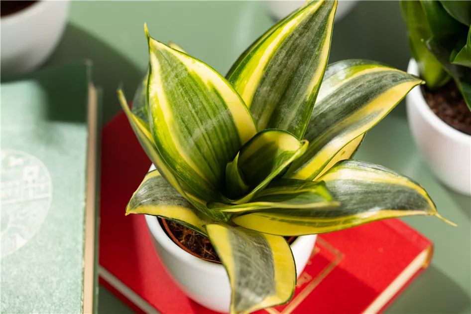 Sansevieria Golden Hahnii, Bogenhanf 'Golden Hahnii' - Bellaflora