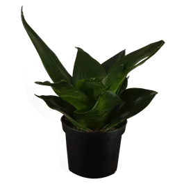 Sansevieria Black Hahnii 