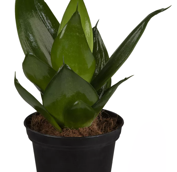 Bogenhanf 'Black Hahnii'