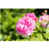 bellaflora Gartencenter GmbH