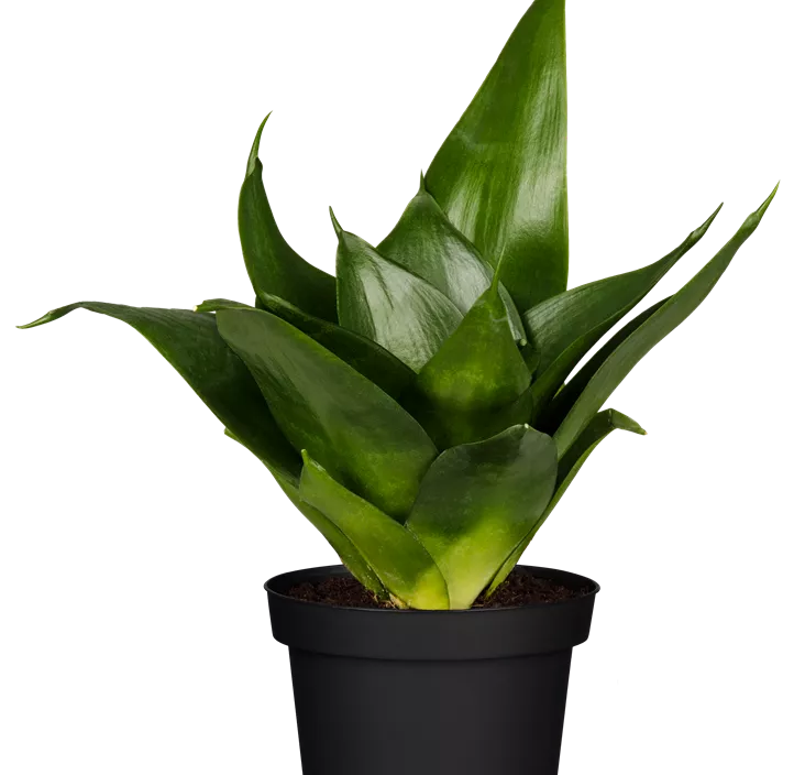 Bogenhanf 'Black Hahnii'