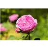 bellaflora Gartencenter GmbH