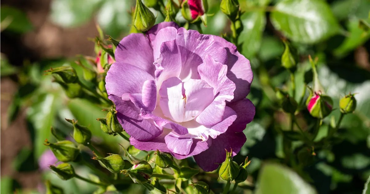 Rosa Rhapsody Rosa Rhapsody in Blue, Beetrose 'Rhapsody in Blue'® - Bellaflora