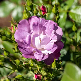 Rosa Rhapsody in Blue