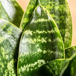 Sansevieria Hahnii Green