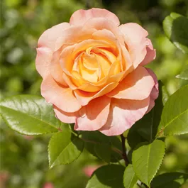 Rosa Scented Memory ®