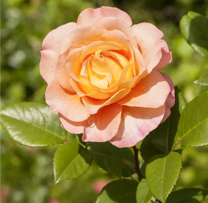 Edelrose 'Scented Memory'™