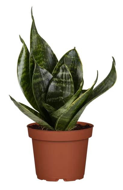 Sansevieria Hahnii Green, Bogenhanf 'Hahnii' - Bellaflora