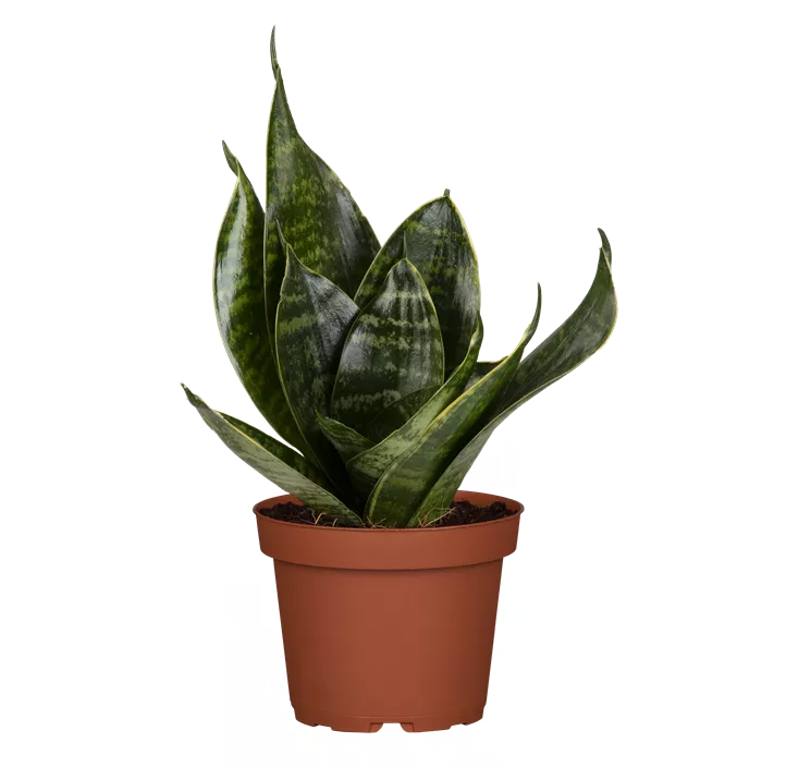 Bogenhanf 'Hahnii'
