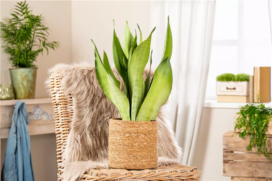 Sansevieria moonshine, Bogenhanf 'Moonshine' - Bellaflora