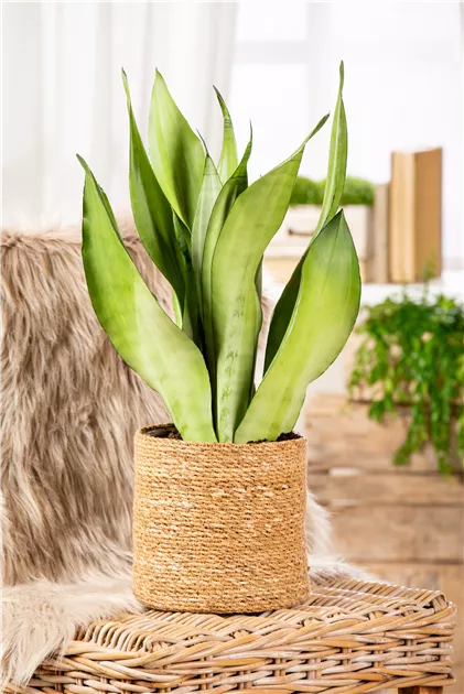 Sansevieria moonshine, Bogenhanf 'Moonshine' - Bellaflora