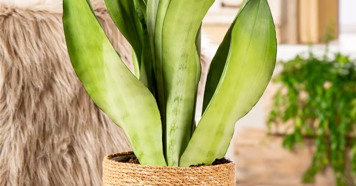 bonsai dracaena marginata Buy Dracaena Marginata for Sale | Buy Houseplants Online