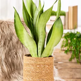 Sansevieria moonshine