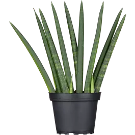 Sansevieria zeylanica 'Fan'