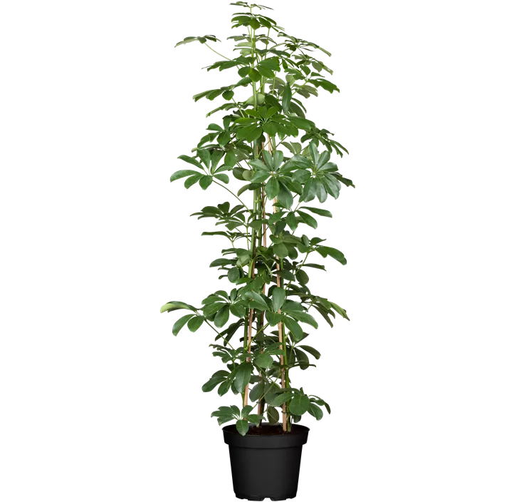 Kleine Strahlenaralie 'Compacta'