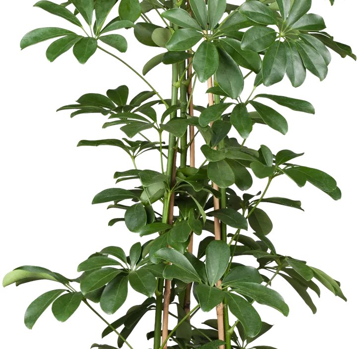 Kleine Strahlenaralie 'Compacta'