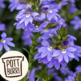 Scaevola aemula Pottburri