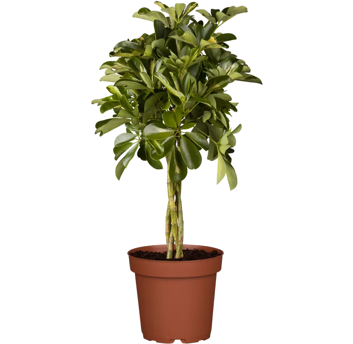 Kleine Strahlenaralie 'Gold Capella'
