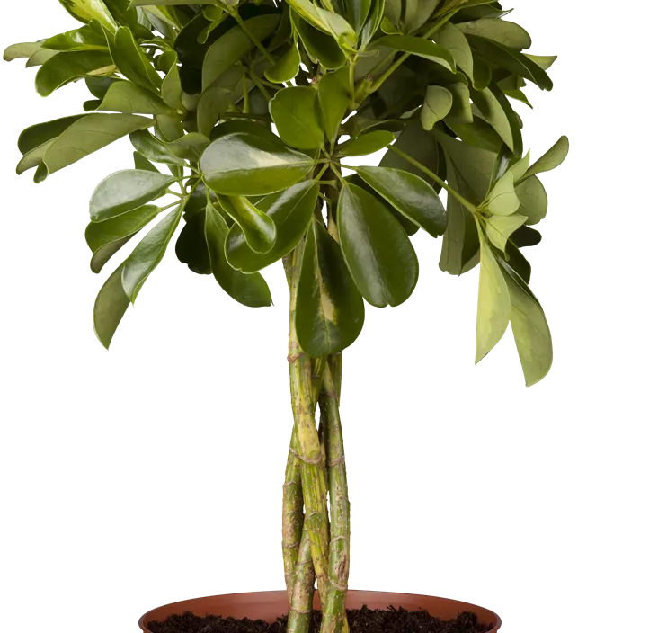 Kleine Strahlenaralie 'Gold Capella'