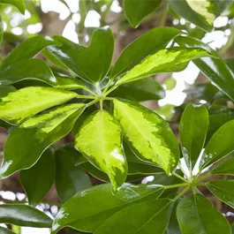 Schefflera Golden Capella