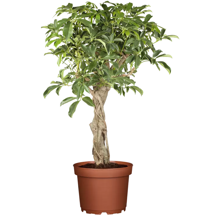 Kleine Strahlenaralie 'Gold Capella'